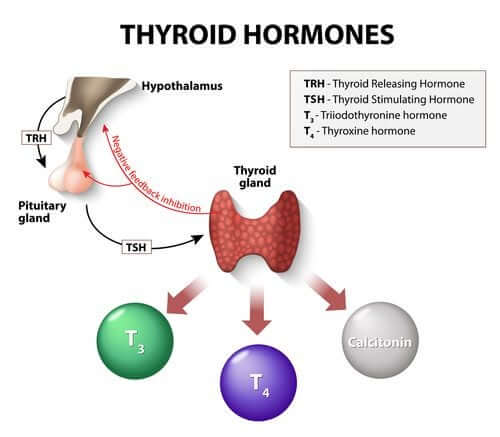 Les hormones thyroïdiennes.