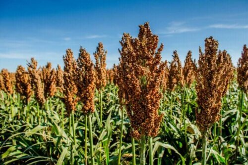 Le sorgho : nutrition et comment l'utiliser dans la cuisine