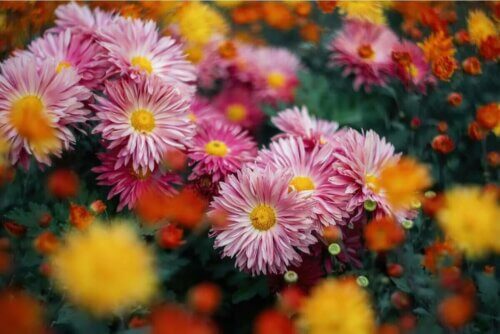Une plante de chrysanthème.