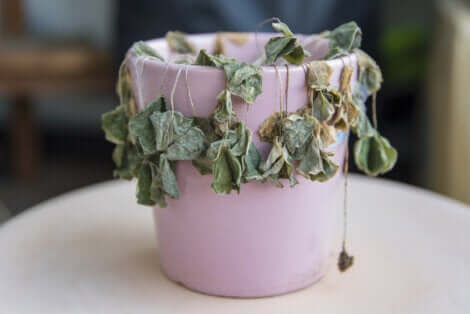 Une plante morte dans un pot.