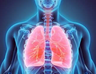 Les poumons d'une personne.