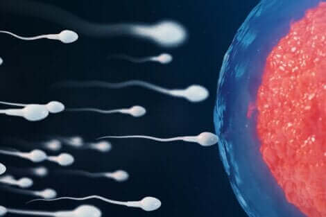 La fécondation d'un ovule.