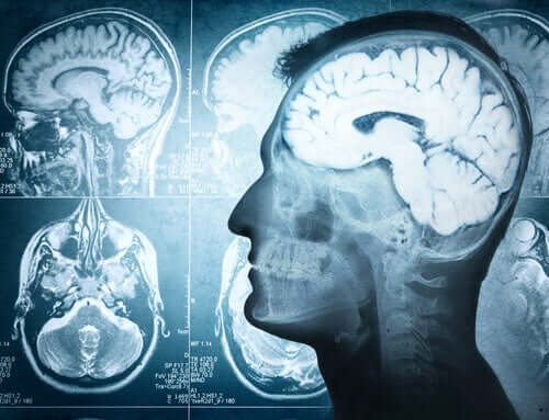 Les parties du cerveau et leurs fonctions