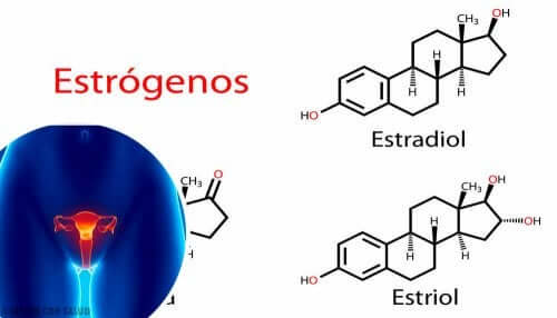 Les oestrogènes hormones du stress.
