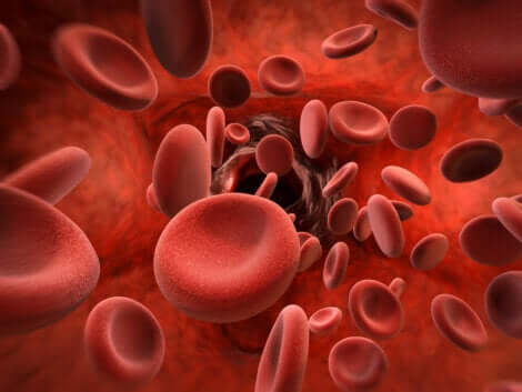 Des globules rouges en image.