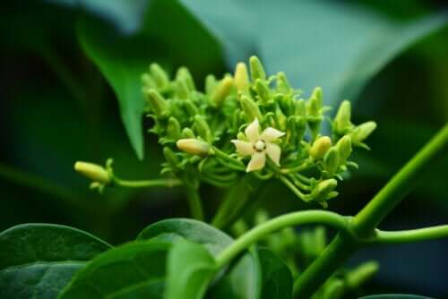 Gymnema Sylvestris : propriétés et contre-indications