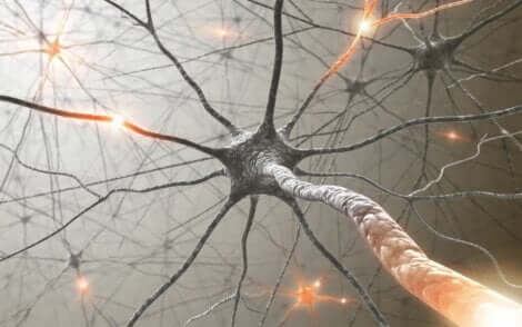 Un neurone dans un nerf.