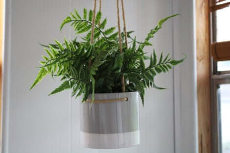 Une plante suspendue.