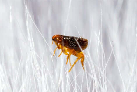 Une puce dans des fibres.
