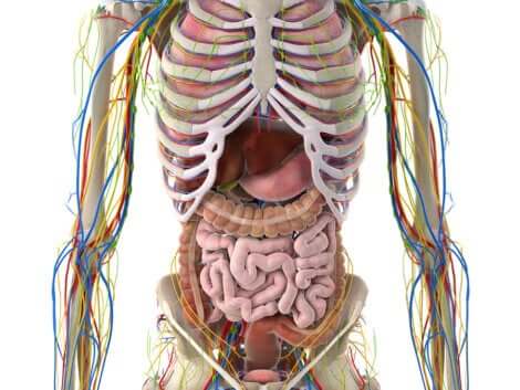 Le système lymphatique dans le corps.