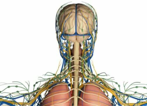 Quelle est la fonction du système lymphatique dans l'organisme ?