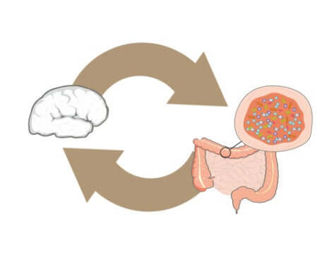 Les bactéries intestinales et le cerveau.