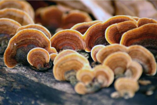 Des champignons sur du bois.