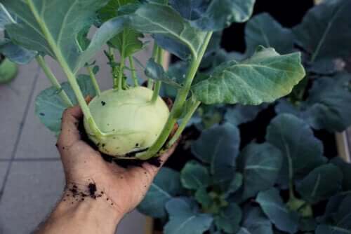 Chou rave : valeur nutritionnelle, bienfaits et préparation