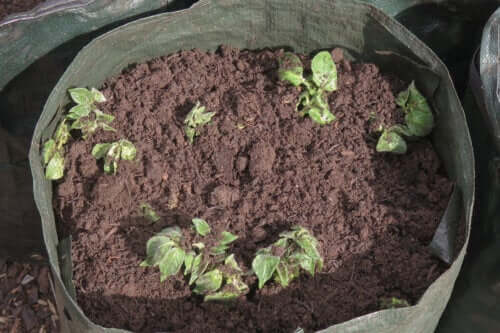 Comment semer des pommes de terre chez soi