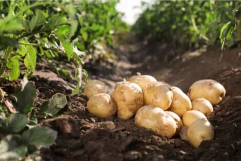 La culture de pommes de terre au jardin.