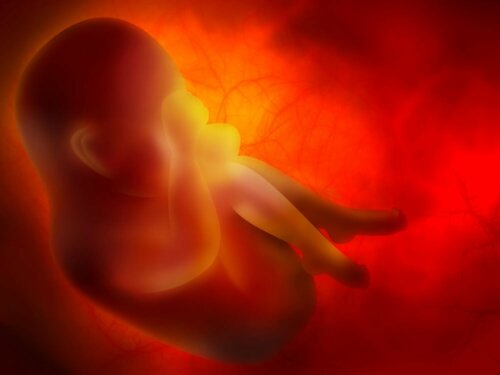 Un foetus humain.
