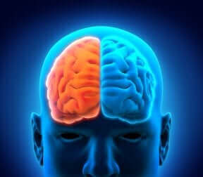 Les deux hémisphères du cerveau.