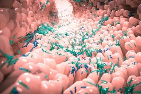 Le microbiote intestinal.