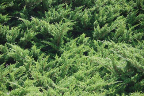 Les plantes en paillis ajoutent de la nutrition à la terre du jardin.
