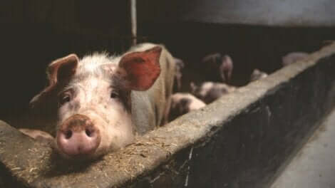 Un porc dans une ferme.