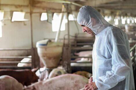 Un agriculteur avec des porcs.