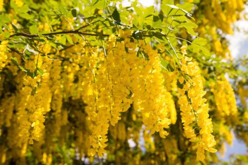 Arbre du genre Cytisus Laburnum planta L.