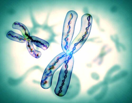 Un chromosome.