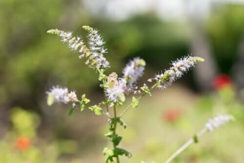 Cimicifuga : propriétés et contre-indications