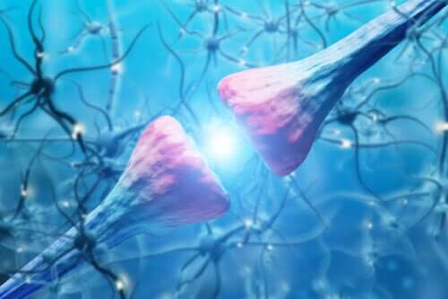 Quel est le fonctionnement des neurones ?
