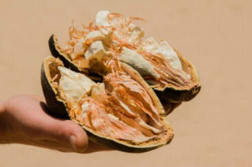 Fruit du baobab ou pain de singe : caractéristiques, bienfaits et contre-indications