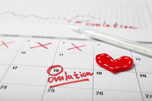L ovulation sur le calendrier.