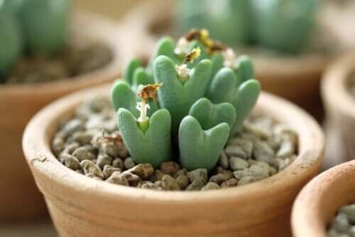 Les succulentes de cœur : comment en prendre soin ?
