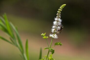 Actée à grappes noires : caractéristiques, utilisations et précautions