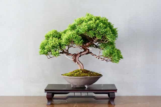 Un bonsaï japonais.