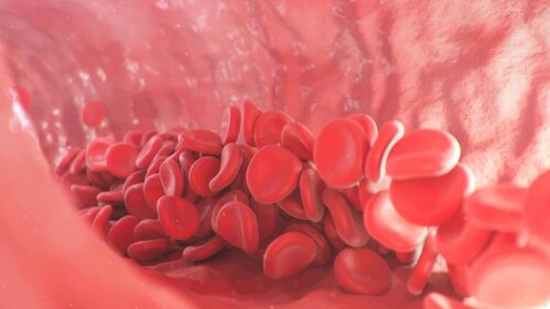 Un vaisseau sanguin avec des globules rouges. 