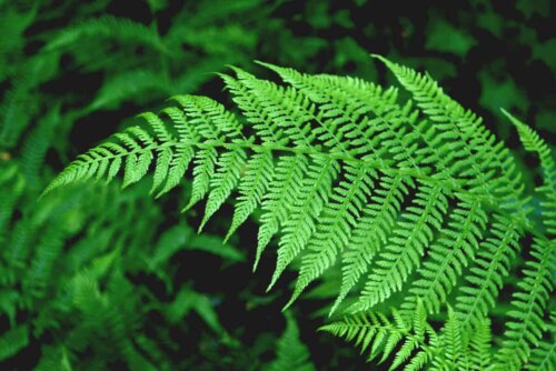 Une fougère bien verte.