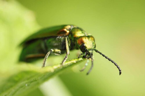 Une mouche espagnole sur une feuille.