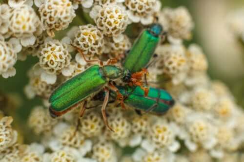 Gouttes de mouche espagnole : aphrodisiaque ou venin ?