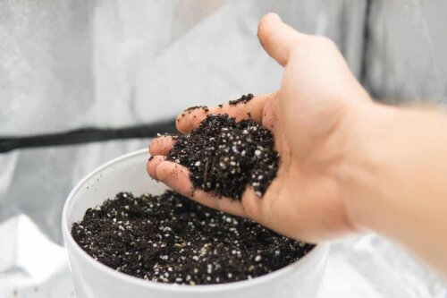 Terre et perlite mélangées dans un pot.