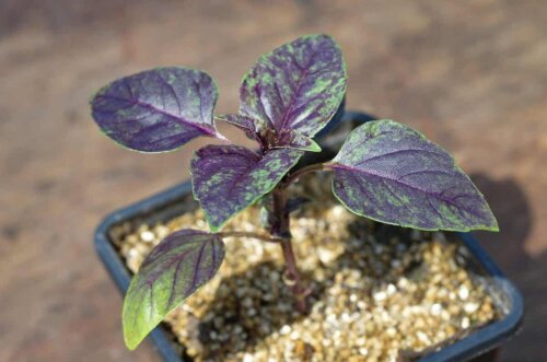 Une plante violette dans un pot avec de la perlite. 
