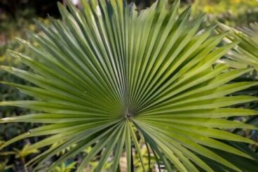 Qu'est-ce que le saw palmetto et à quoi sert-il ?