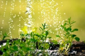 10 conseils pour éviter de gaspiller l'eau dans le jardin