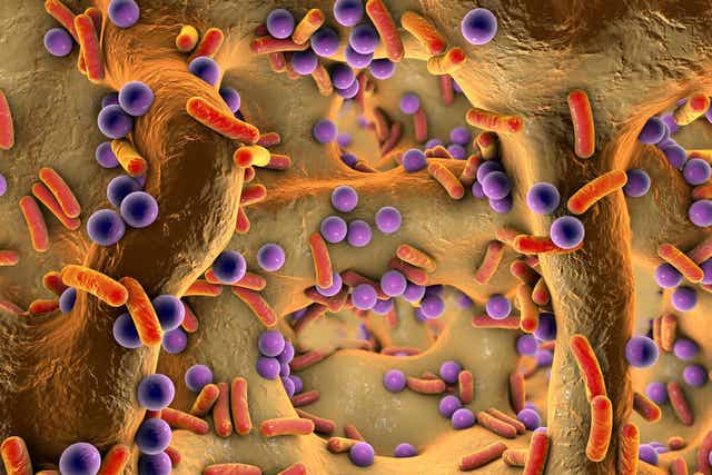 Des bactéries dans les os.