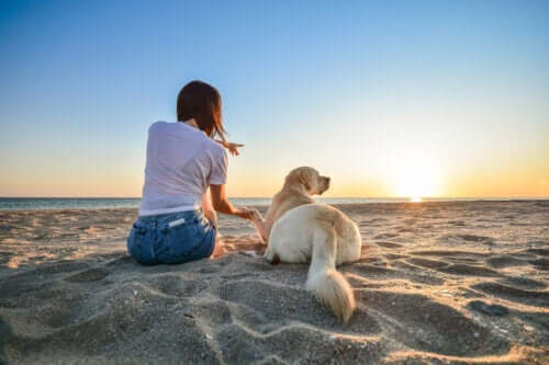 14 conseils à suivre si vous emmenez votre chien à la plage