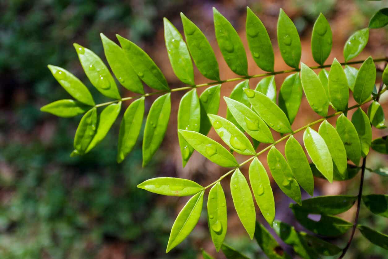 Tongkat ali plant seeds