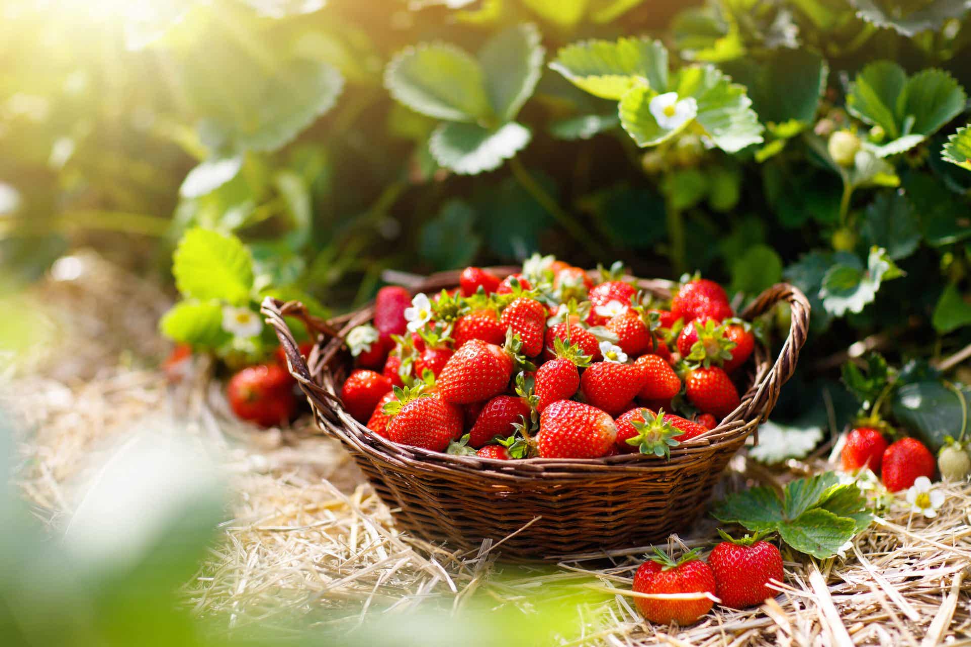Déshydrater des fruits