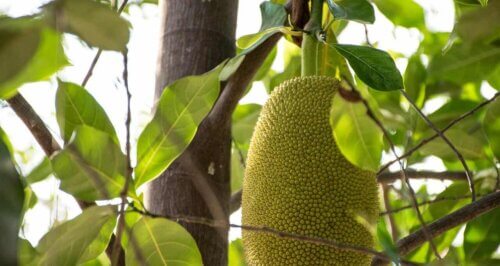 Un fruit exotique.