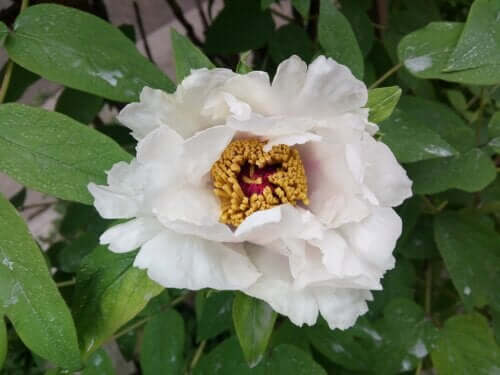 Racine de pivoine blanche : bénéfices et effets secondaires