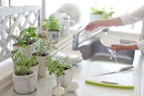 5 avantages à avoir des plantes dans la cuisine